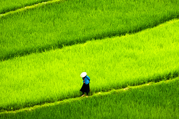 BEST OF NORTH VIETNAM