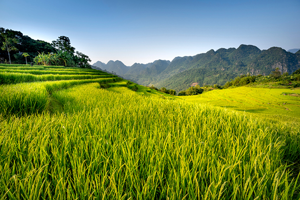 MAI CHAU - PU LUONG